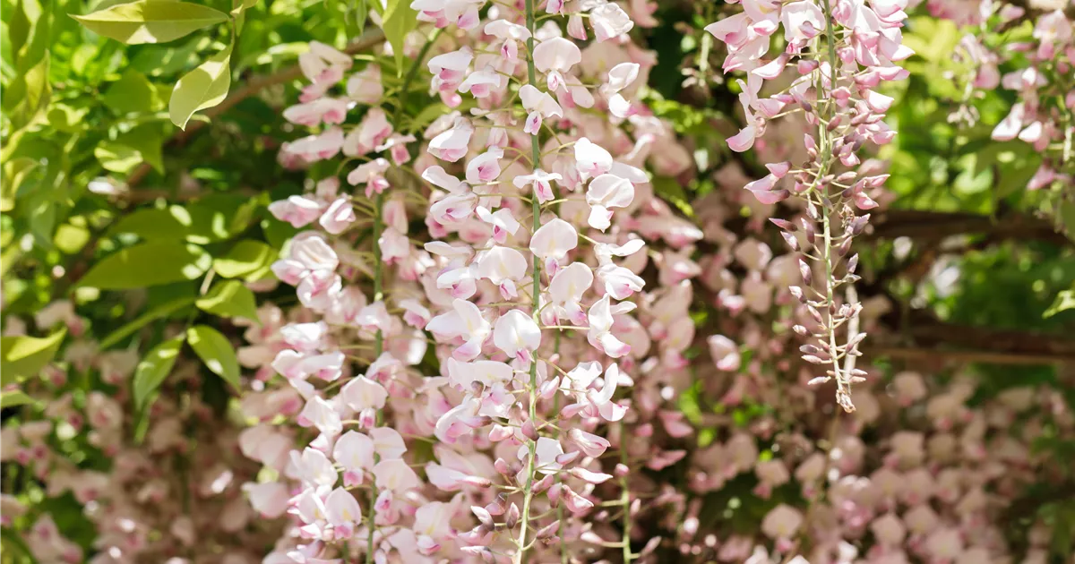 Wisteria floribunda 'Rosea', Synonym - Baumschule Bhlje