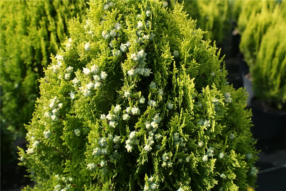 Thuja orientalis 'Aurea Nana', Gelber Zwerg-Lebensbaum - Baumschule Bhlje