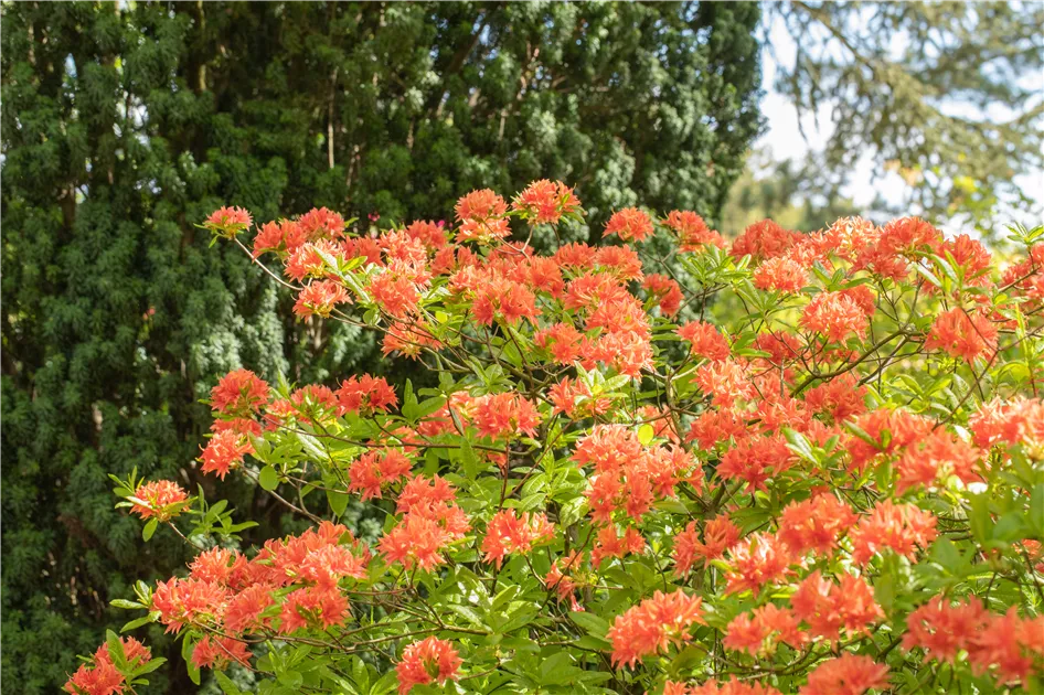 Rhododendron rustica 'Freya' II, Rhododendron rustica 'Freya' - Baumschule  Bhlje