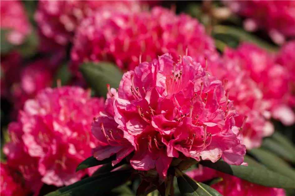 rhododendron abba Rhododendron 'Abbey's Re-View' buy online plants and trees at pixies  Gardens