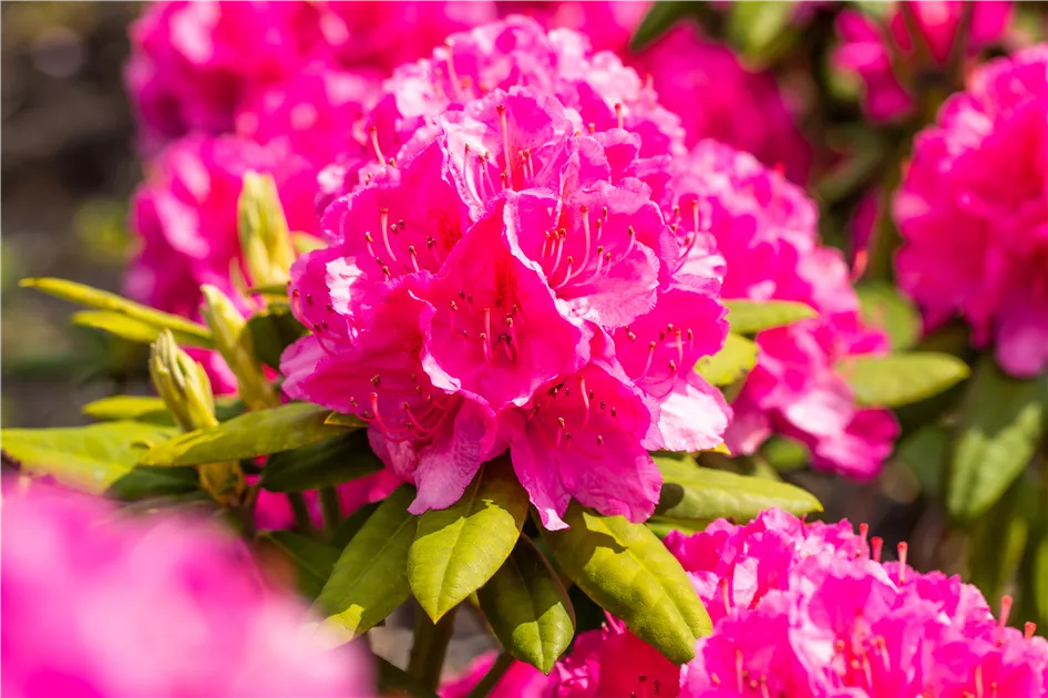 Rhododendron Hybr.'Catharine van Tol' II, Rhododendron-Hybride 'Catharine  van Tol' - Baumschule Bhlje