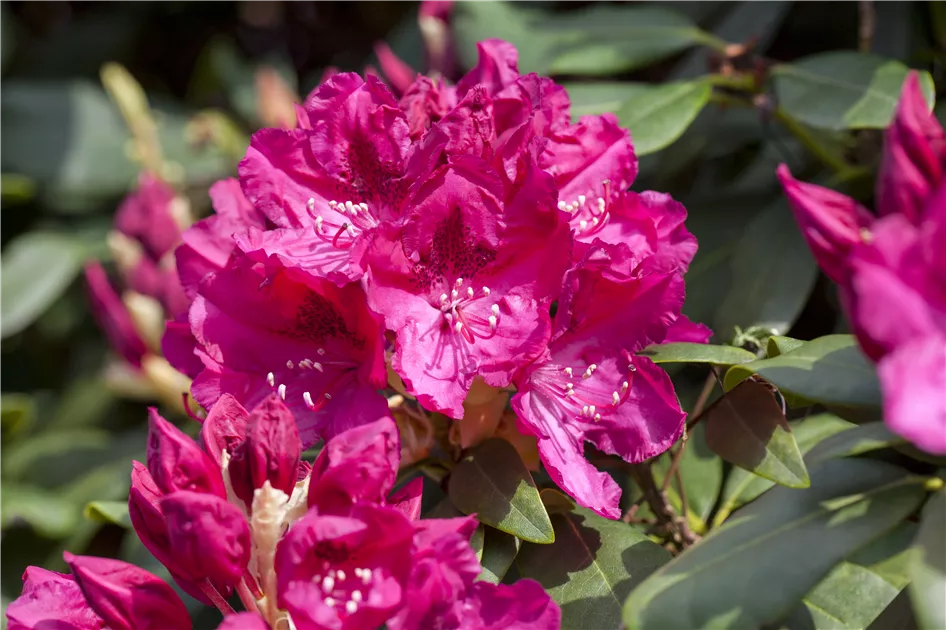 Rhododendron Hybr.'General Eisenhower' III