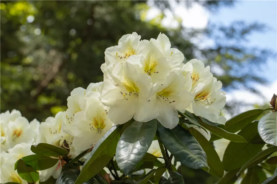 Rhododendron Hybr.'Phyllis Korn' III