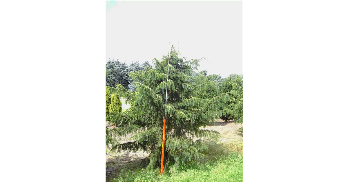 pflanze elefantenfuß kaufen Elefantenfuß kaufen – pflegeleichte Beaucarnea mit Charakter –  MyZimmerpflanze.de main image 1