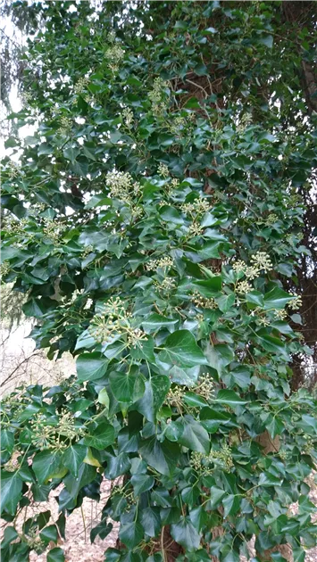 Hedera helix 'Arborescens', Strauch-Efeu 'Arborescens' - Baumschule Bhlje