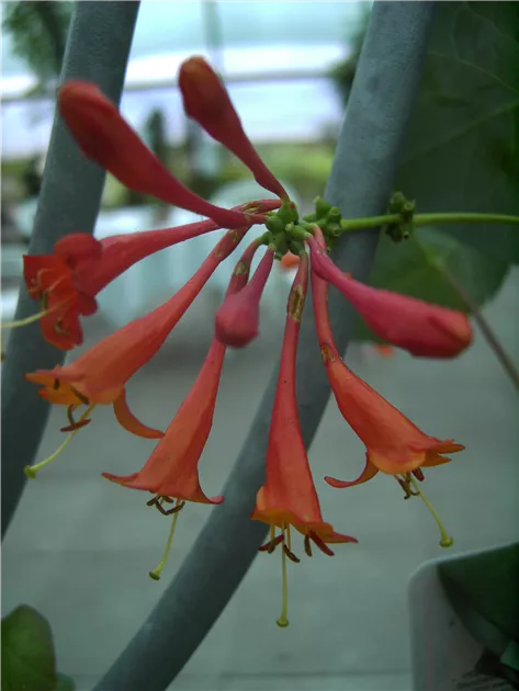 Lonicera brownii 'Dropmore Scarlet'