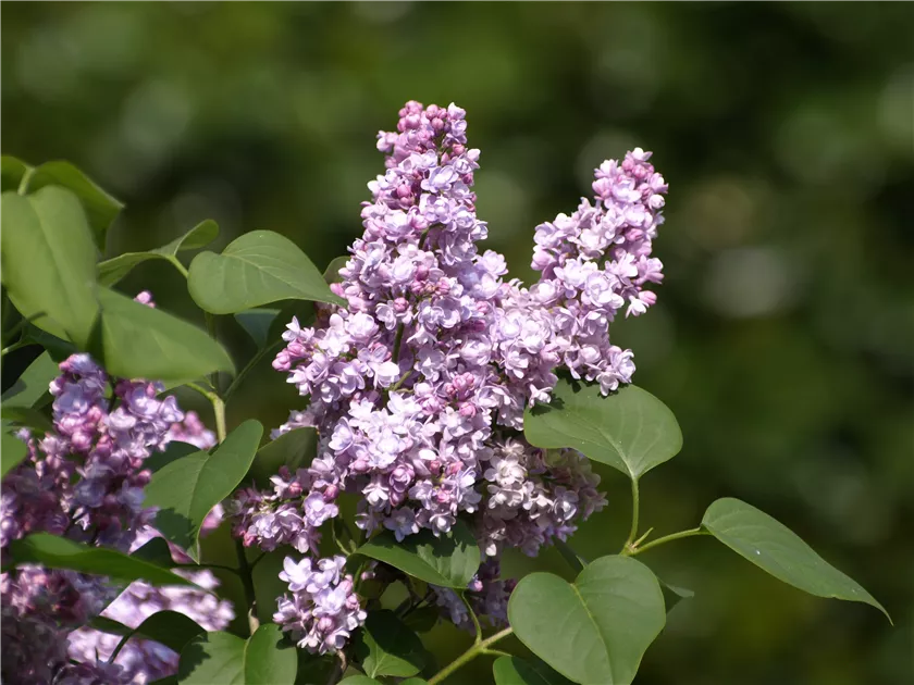 feigen dünger Feigenbaum Dünger von Flora Boost für gesunde Obstbäume main image 1