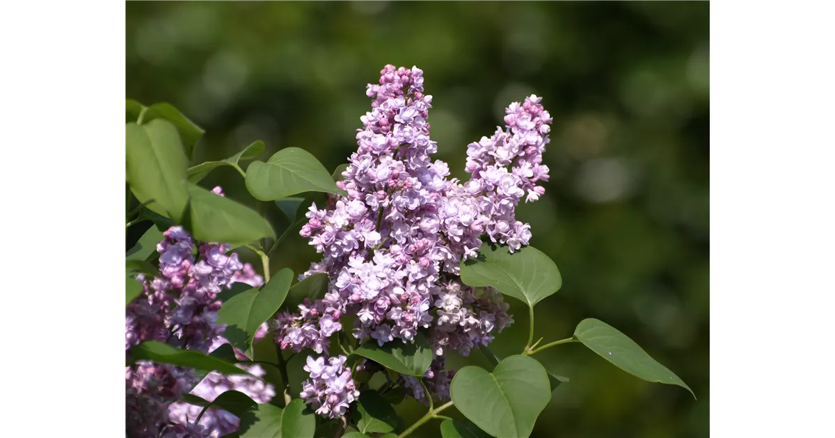 Syringa vulgaris, Wildflieder - Baumschule Bhlje