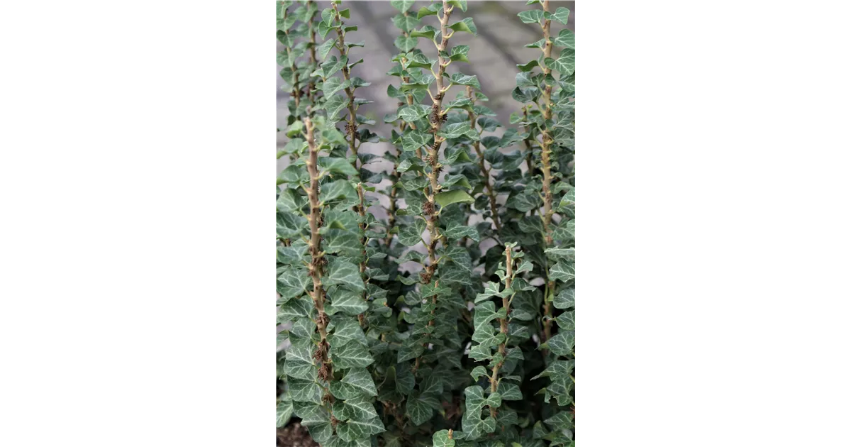 farn giftig für menschen Perlfarn (Onoclea sensibilis) - Onoclea sensibilis