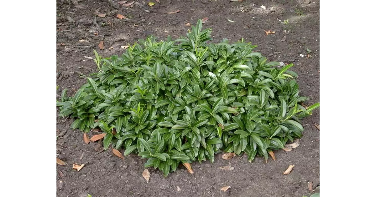 Prunus lauroc.'Mount Vernon', Bodendeck.Lorbeerkirsche 'Mount Vernon' -  Baumschule Bhlje