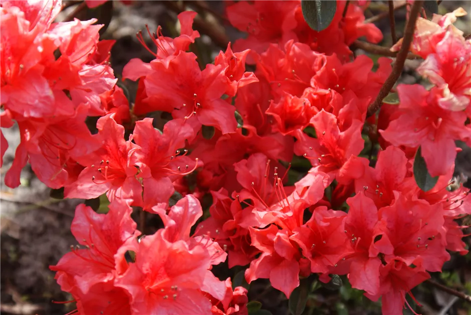 Rhododendron obt.'Orange Beauty' II, Japanische Azalee 'Orange Beauty' -  Baumschule Bhlje