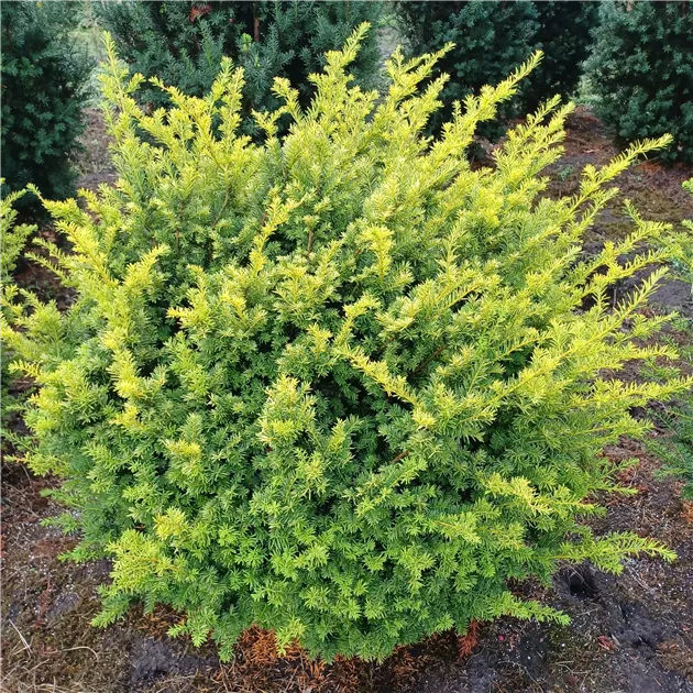 Taxus baccata 'Aurea Nana'