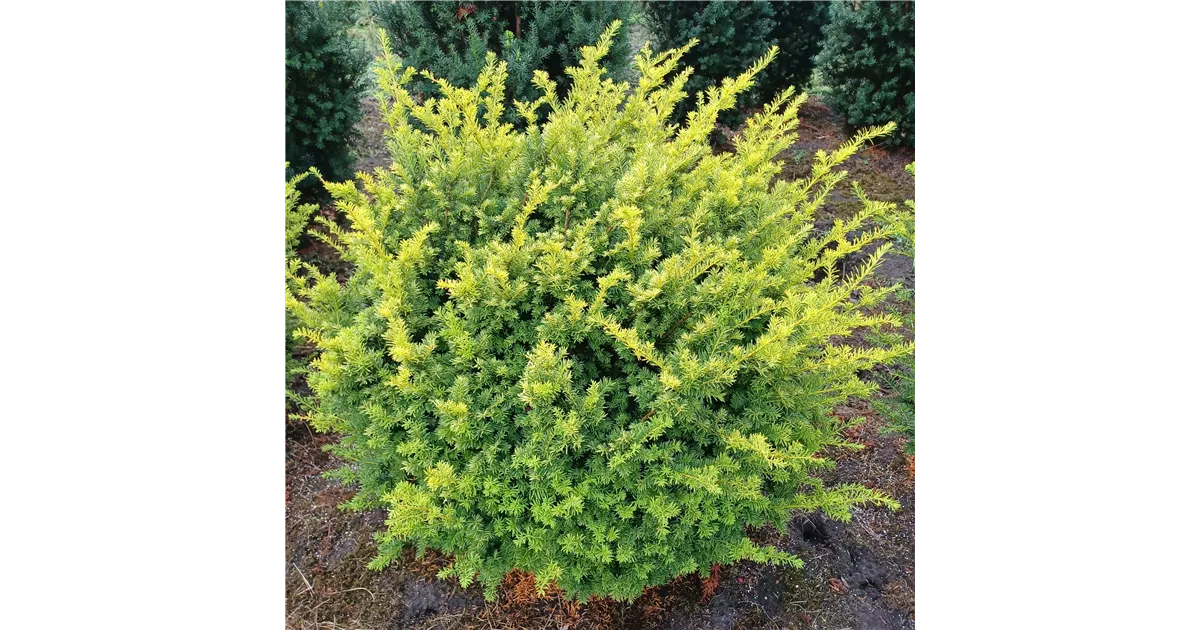 Taxus baccata 'Aurea Nana', Eibe - Baumschule Bhlje