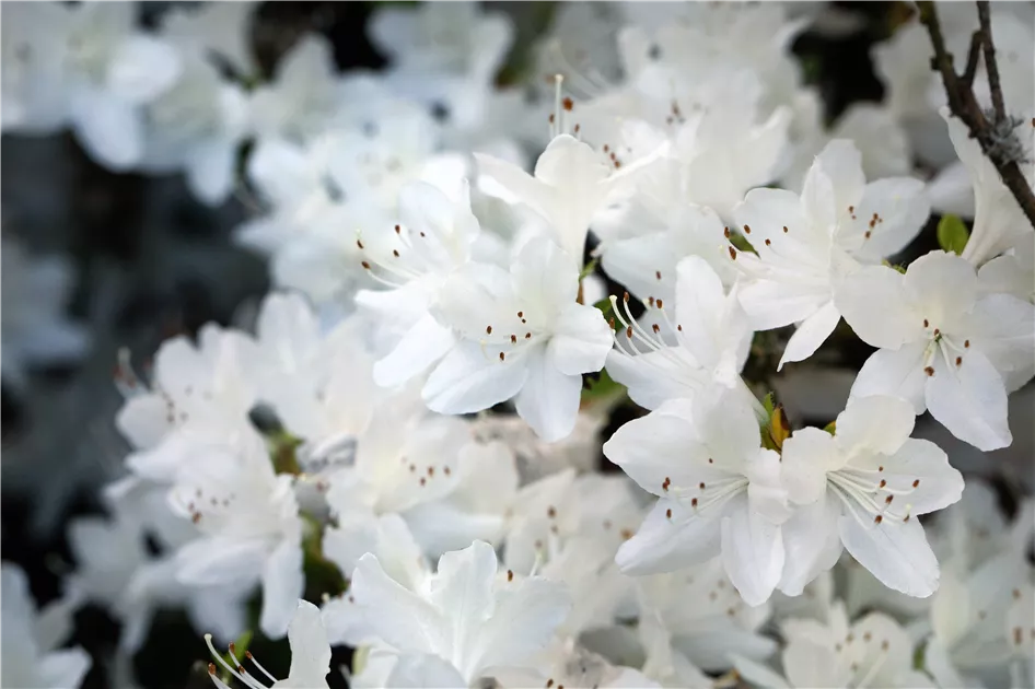 Rhododendron obt.'Schneeglanz' II