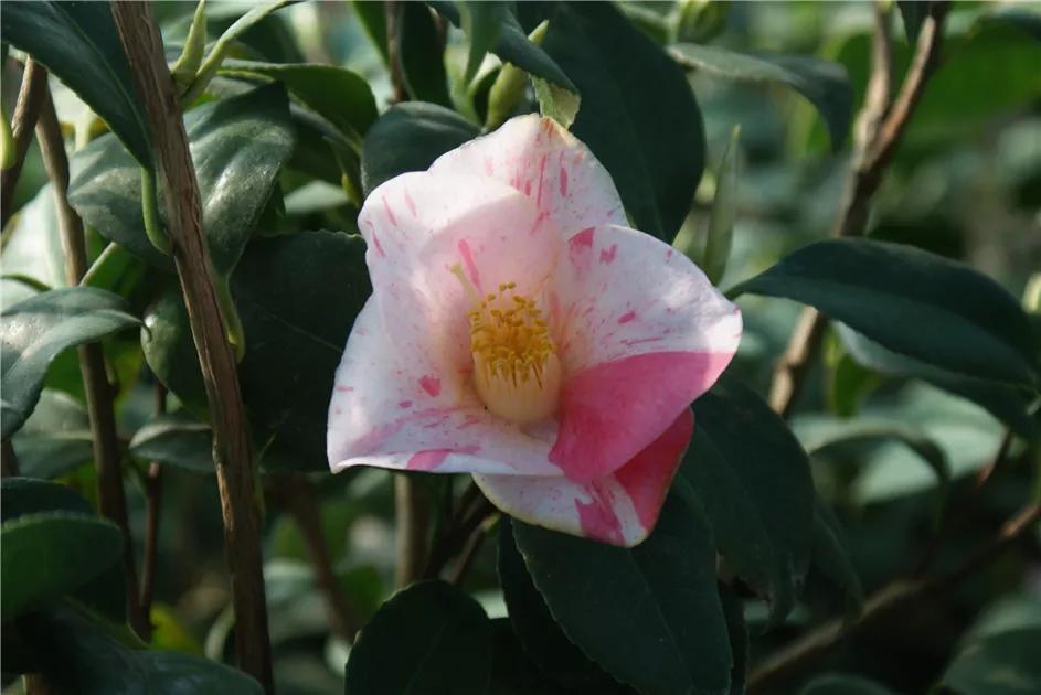 Camellia japonica 'Lady Vansittart', Kamelie 'Lady Vansittart' - Baumschule  Bhlje