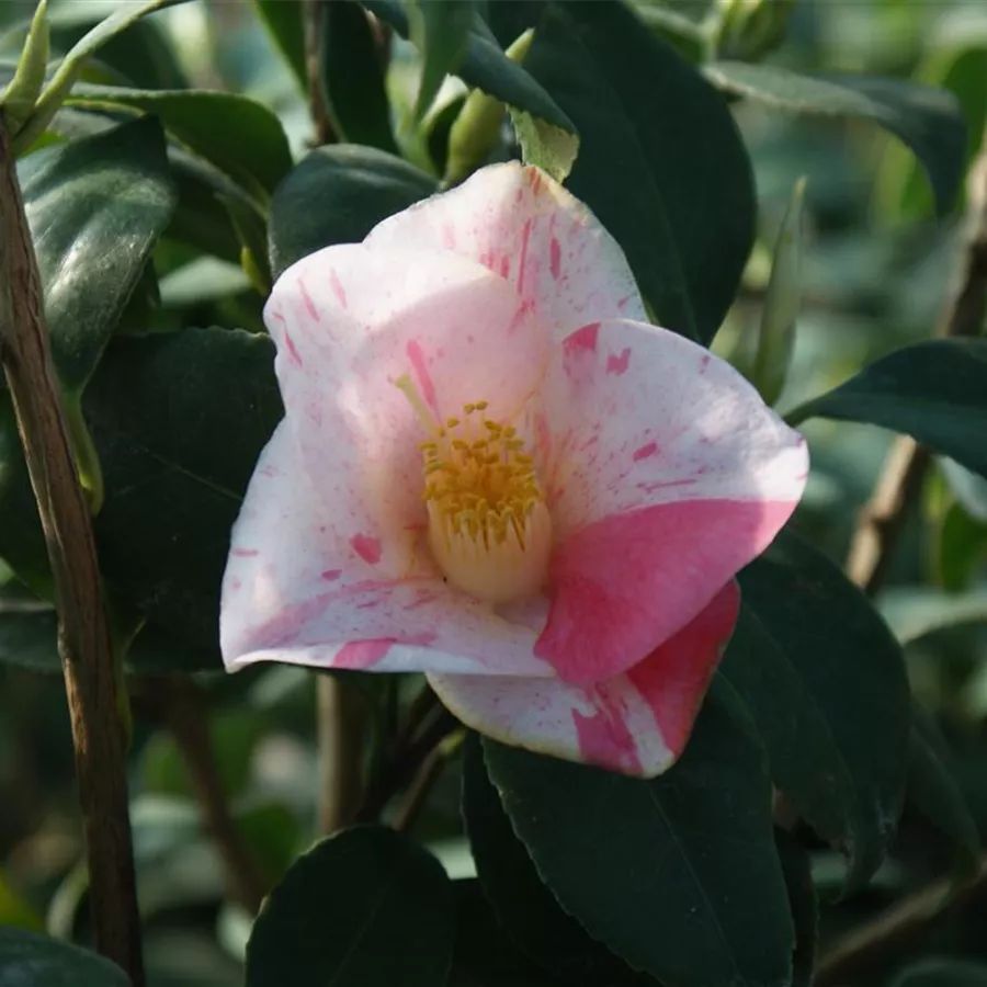 Kamelie 'Lady Vansittart'