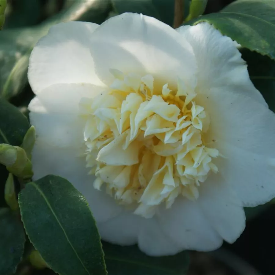 Kamelie 'Jury's Yellow'