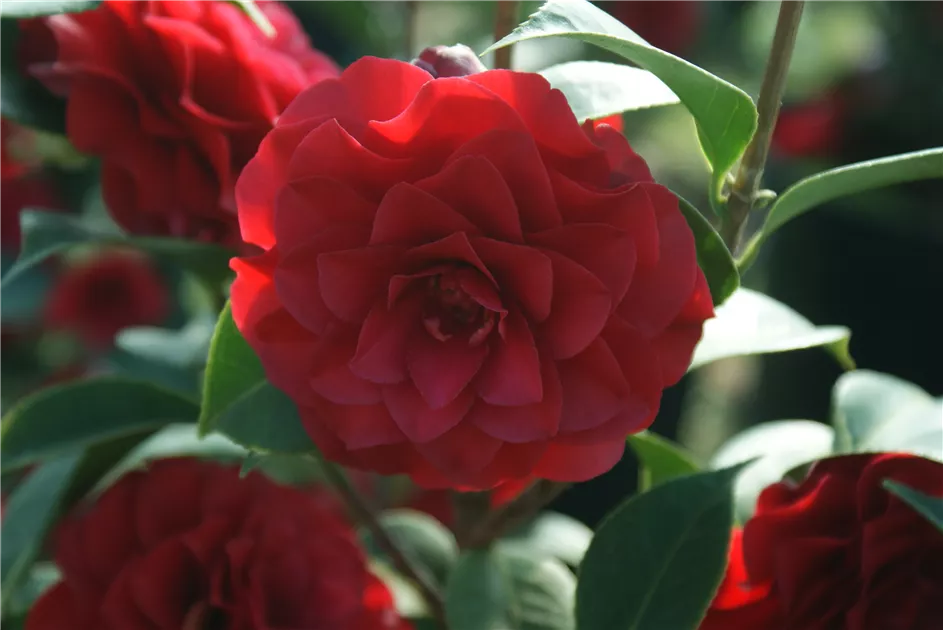 Camellia japonica 'Roger Hall' (rot gefllt), Japanische Kamelie -  Baumschule Bhlje