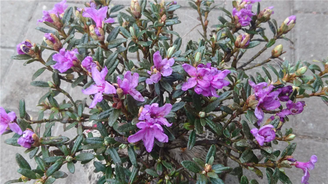 Rhododendron lapponicum 'Frosthexe'