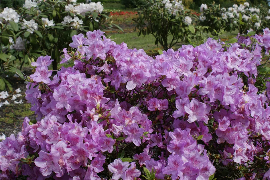Rhododendron obt.'Ledikanense' II