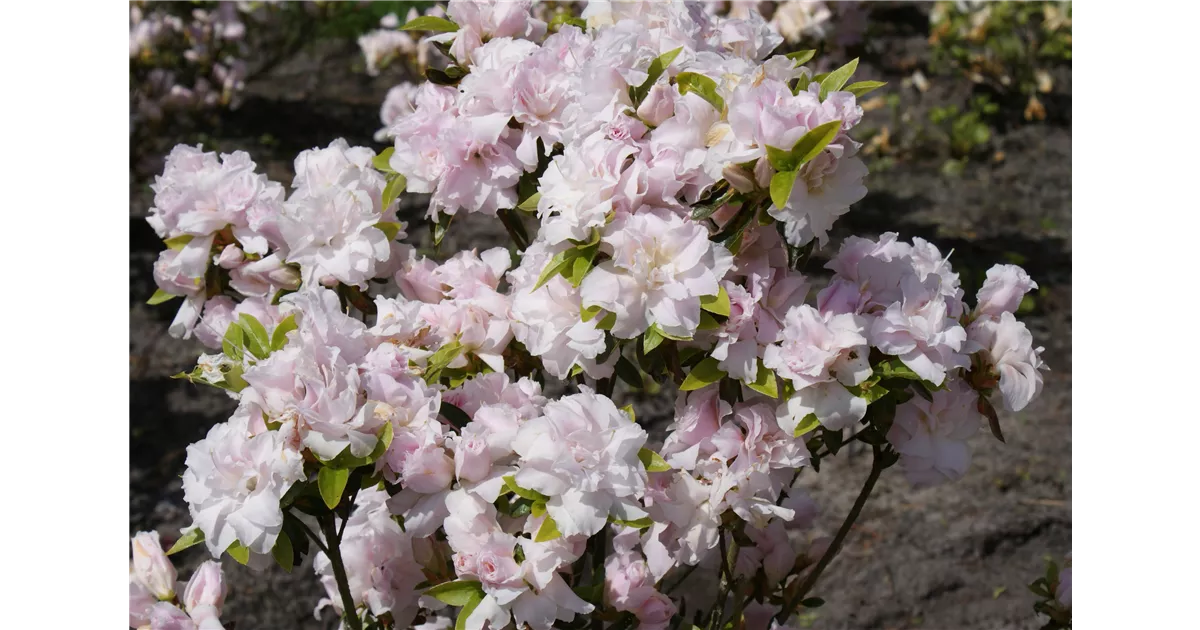 Rhododendron obt.'Mrs. Nancy Dippel', Japanische Azalee - Baumschule Bhlje