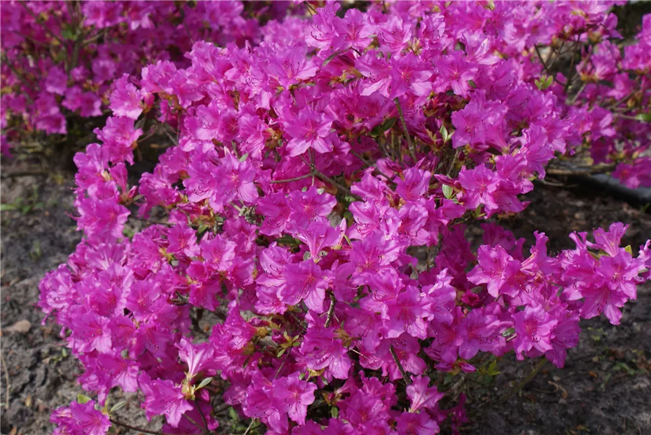 Rhododendron obt.'Blaue Donau'