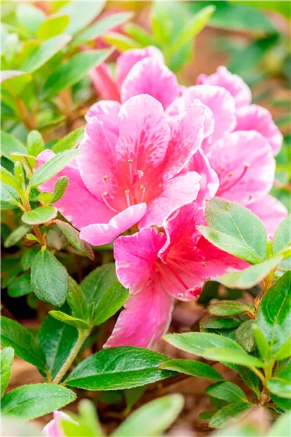 Rhododendron obt.'Pink Poetry' -R-
