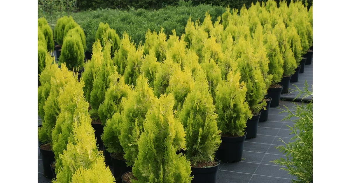 Thuja orientalis 'Pyramidalis Aurea', Gelber Orient.Pyramiden-Lebensbaum -  Baumschule Bhlje