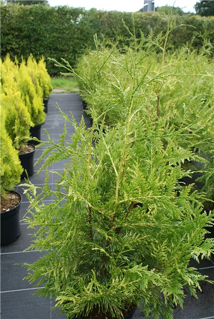 Thuja occidentalis 'Vervaeneana'