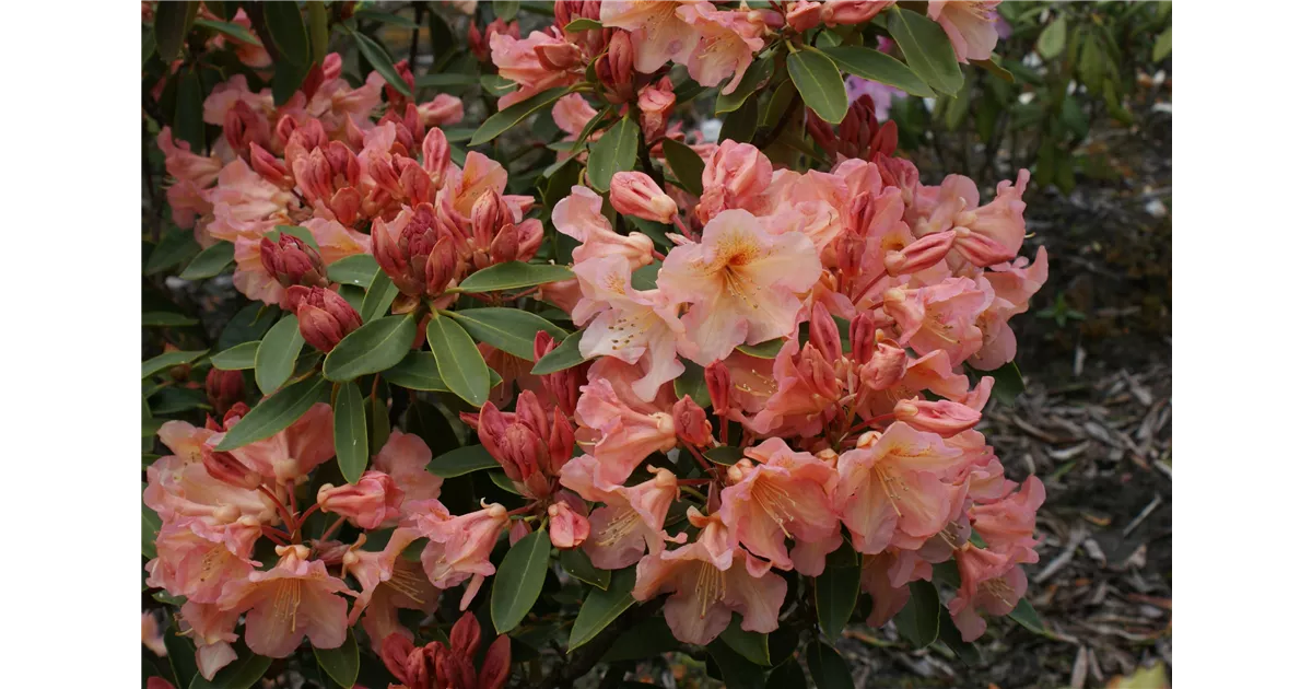 Rhododendron Hybr.'Olga' III, Rhododendron-Hybride 'Olga' - Baumschule  Bhlje