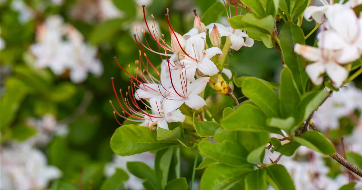 Rhododendron occidentale, Westliche Azalee - Baumschule Bhlje