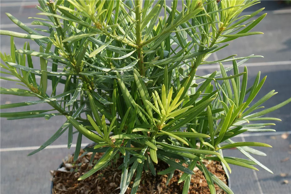 Podocarpus macrophyllus var. maki