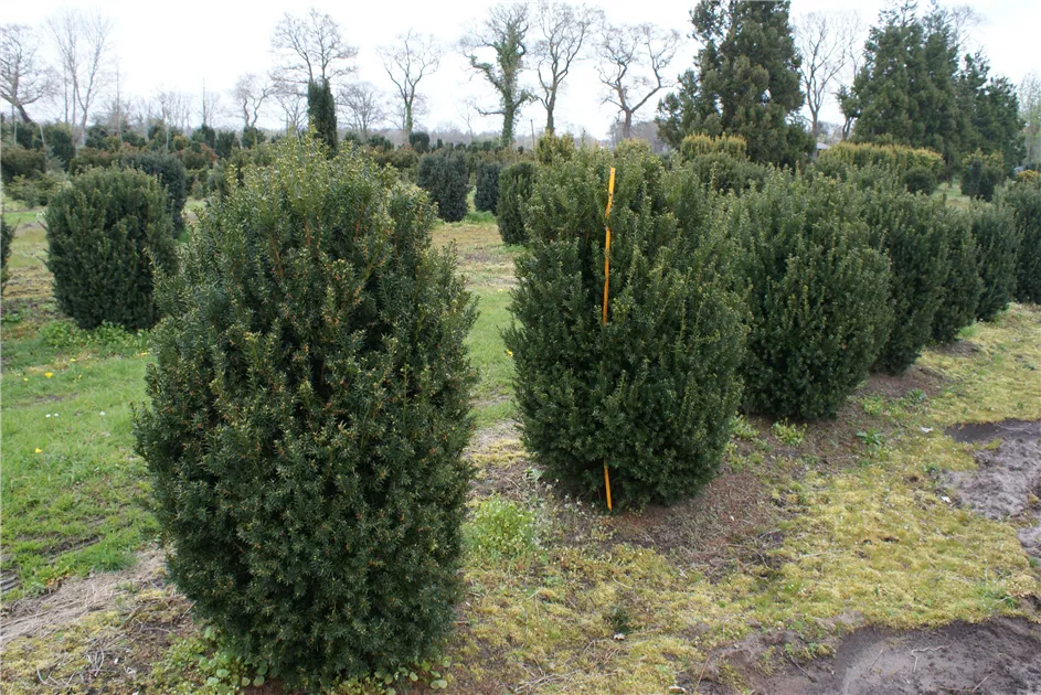 fagus sylvatica black swan Fagus sylvatica Black Swan | Weeping Purple Beech main image 0