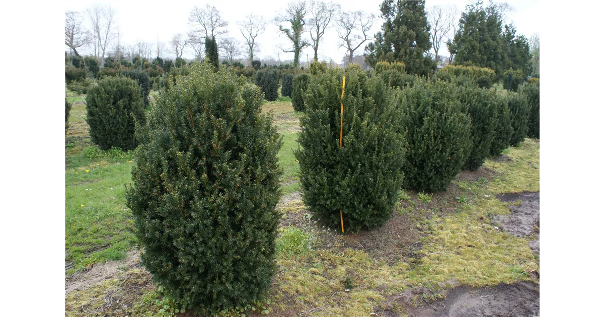 thuja c 1000 globuli Thuja Golden Globe ~ Arborvitae main image 0
