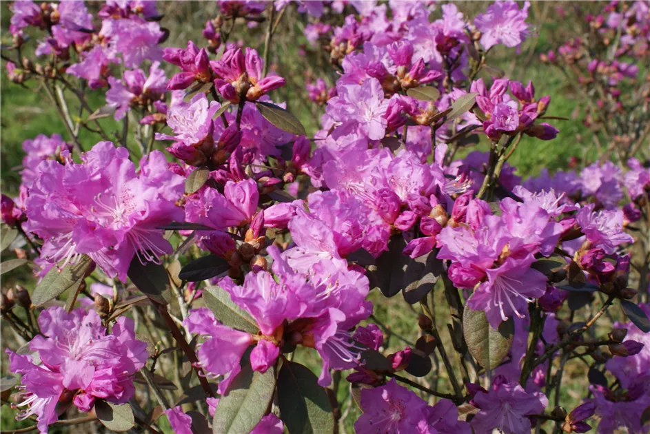 Rhododendron carolin.'P.J.Mezitt' - Baumschule Bhlje