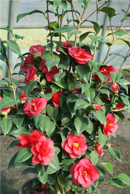 Camellia japonica 'Conquetti' - Baumschule Bhlje