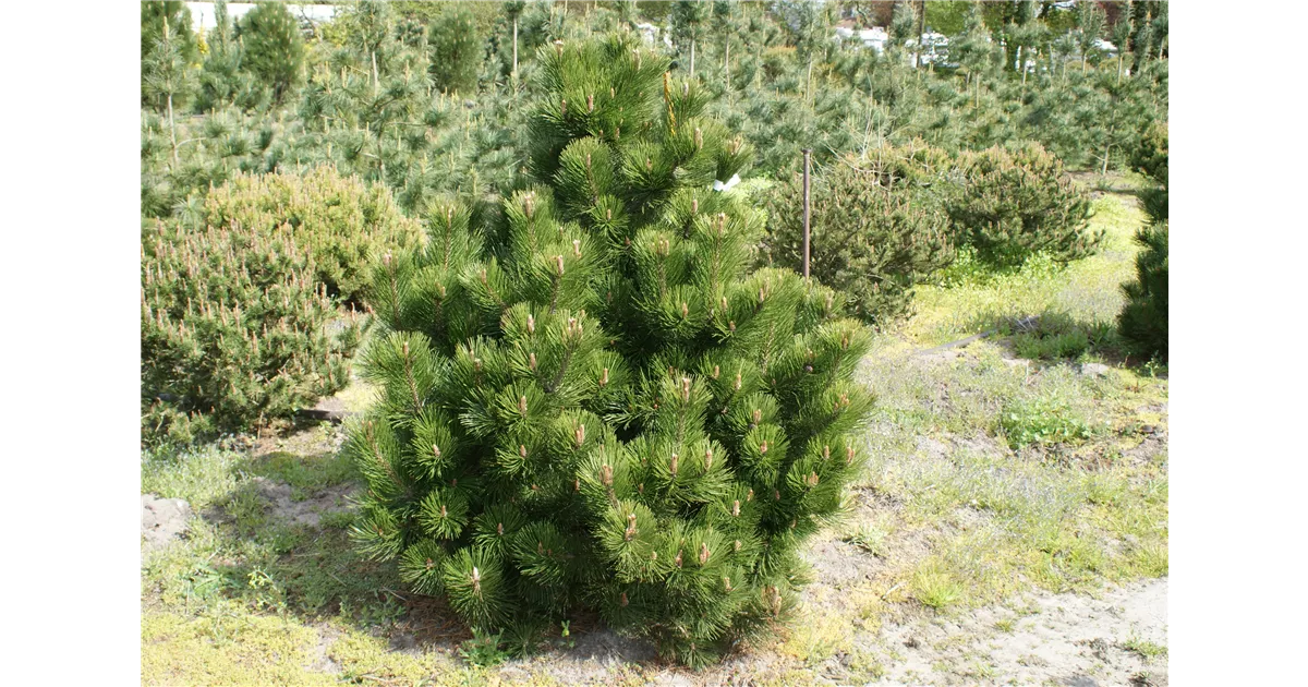 Pinus heldreichii 'Compact Gem', Bosnische Kiefer 'Compact Gem' -  Baumschule Bhlje