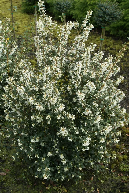 natrlicher dnger fr rhododendron Purgrn Rhododendrondnger 1 Liter