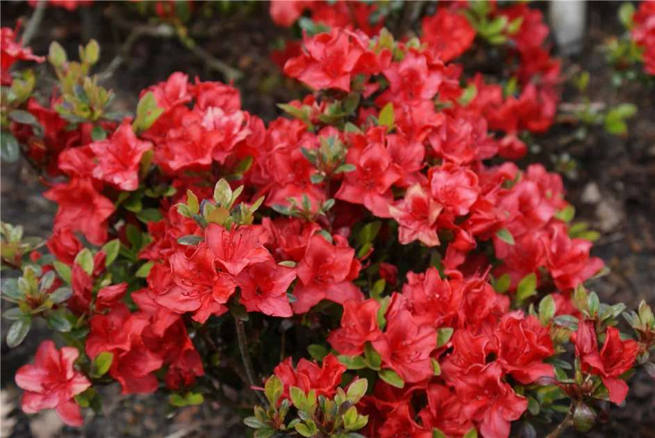 Rhododendron obt.'Muneira', Japanische Azalee 'Muneira' - Baumschule Bhlje