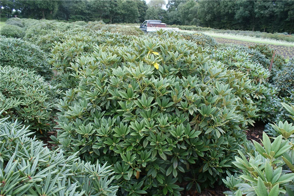 thuja c30 Boiron, Bryonia 30C, 80 Pellets main image 0