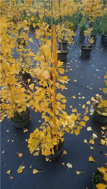 Hayajonlangan klitorisning porno surati