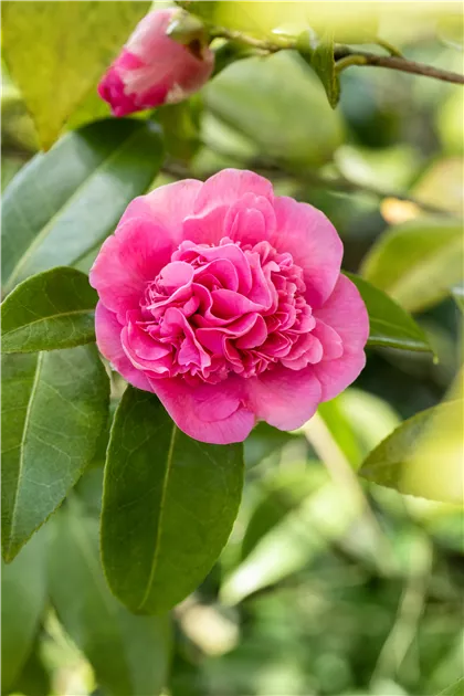 Camellia japonica 'Debbie', Kamelie japonica 'Debbie' - Baumschule Bhlje