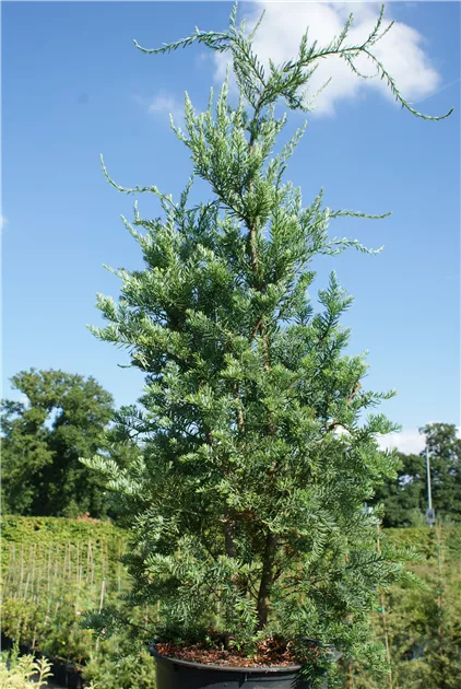 thuja smaragd tiefwurzler Thuja 
