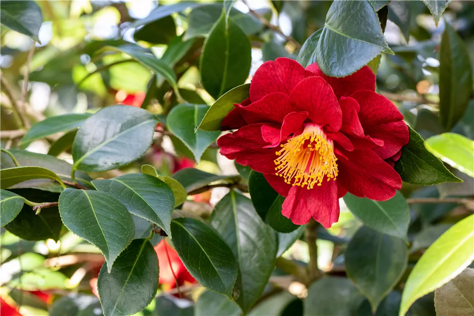 Camellia japonica 'Freedom Bell'