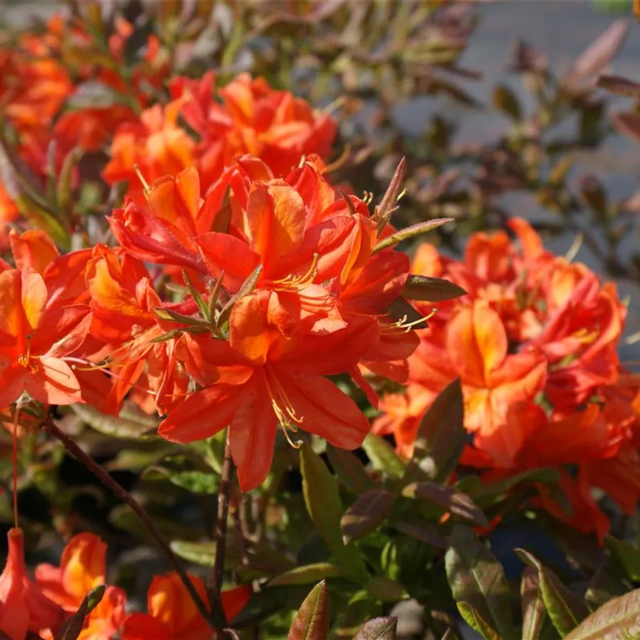 Sommergrüne Azalee 'Sunny Boy'