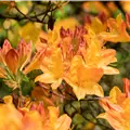 Rhododendron molle 'C. Maarschalk'