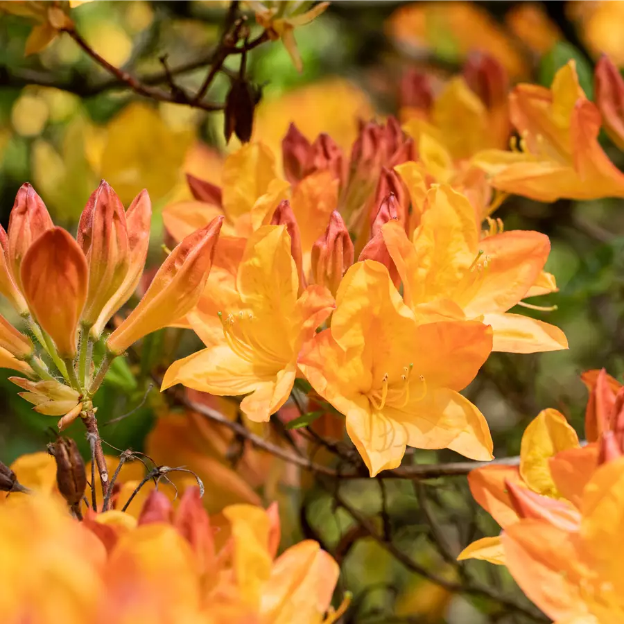 Sommergrüne Azalee 'C. Maarschalk'