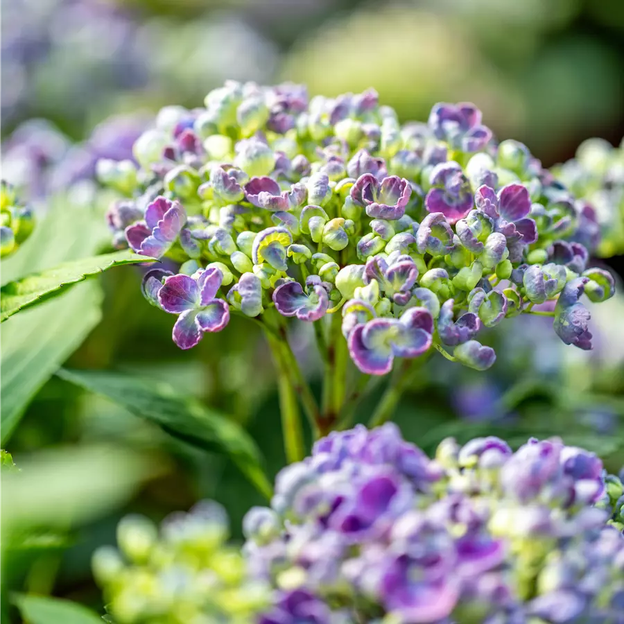 Bauernhortensie Hovaria 'Hopcorn'®