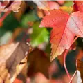 Acer rubrum 'Brandywine'