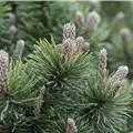 Pinus mugo 'March'